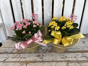 Calendiva Blooming Plant