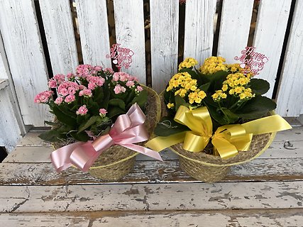 Calendiva Blooming Plant
