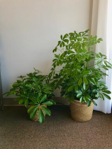 Green Plant 6\" Hawaiian Schefflera