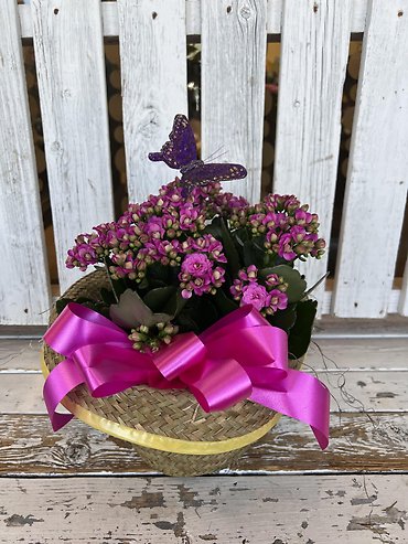 Calendiva with Butterfly trim
